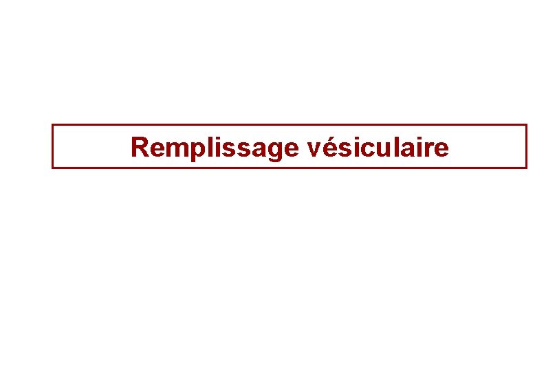 Remplissage vésiculaire 