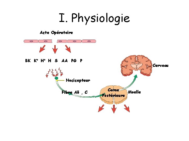 I. Physiologie Acte Opératoire BK K+ H+ H S AA PG P Cerveau Nocicepteur