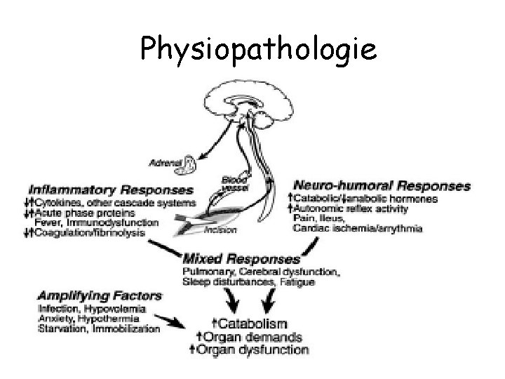 Physiopathologie 