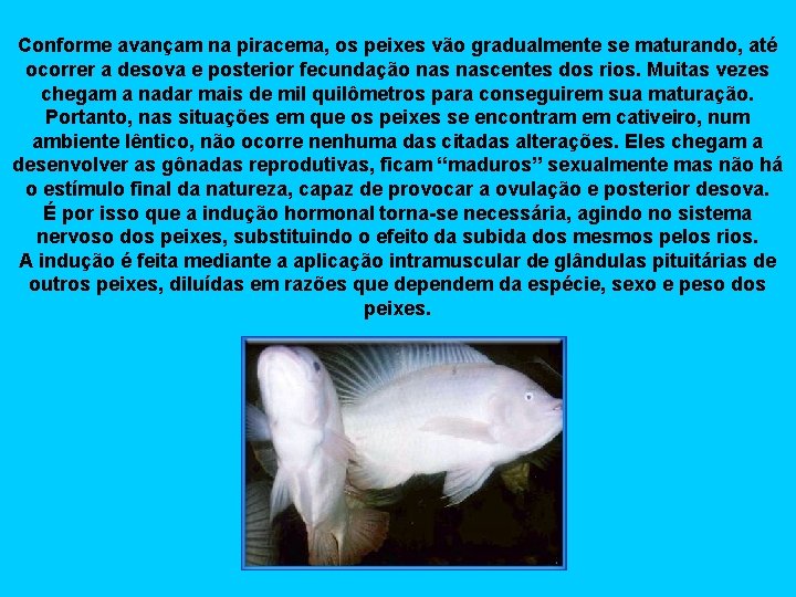 Conforme avançam na piracema, os peixes vão gradualmente se maturando, até ocorrer a desova
