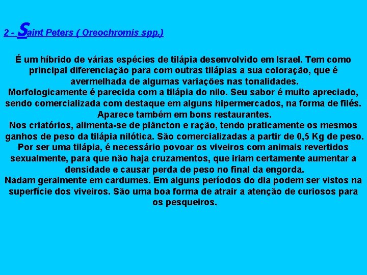 2 - Saint Peters ( Oreochromis spp. ) É um híbrido de várias espécies