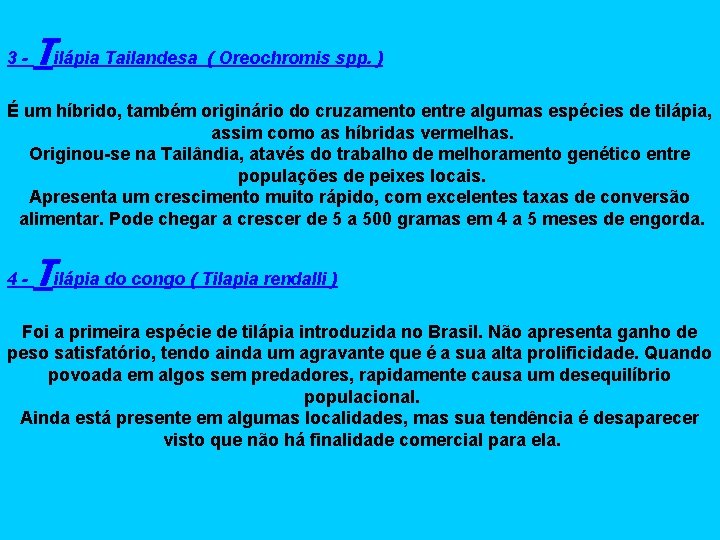 3 - Tilápia Tailandesa ( Oreochromis spp. ) É um híbrido, também originário do