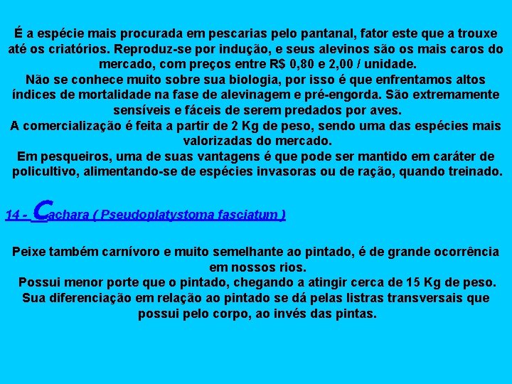 É a espécie mais procurada em pescarias pelo pantanal, fator este que a trouxe