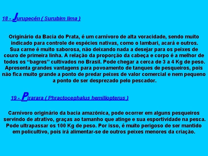 18 - Jurupecén ( Surubim lima ) Originário da Bacia do Prata, é um