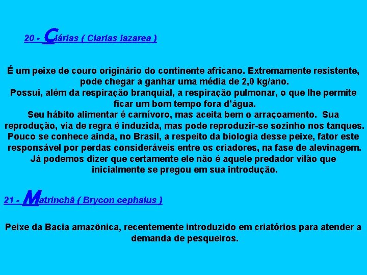 20 - Clárias ( Clarias lazarea ) É um peixe de couro originário do
