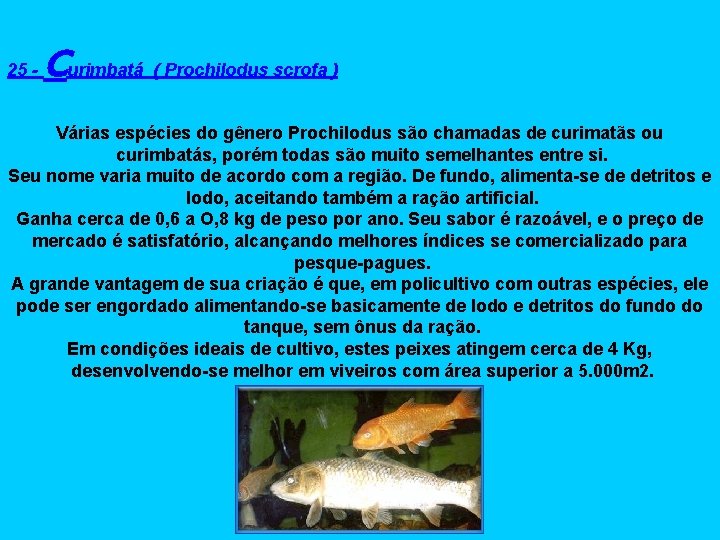 25 - Curimbatá ( Prochilodus scrofa ) Várias espécies do gênero Prochilodus são chamadas
