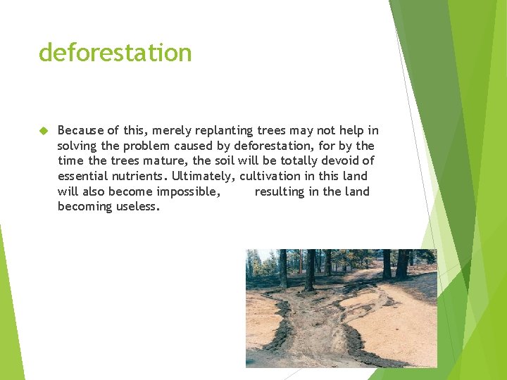deforestation Because of this, merely replanting trees may not help in solving the problem