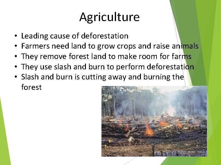 Agriculture • • • Leading cause of deforestation Farmers need land to grow crops