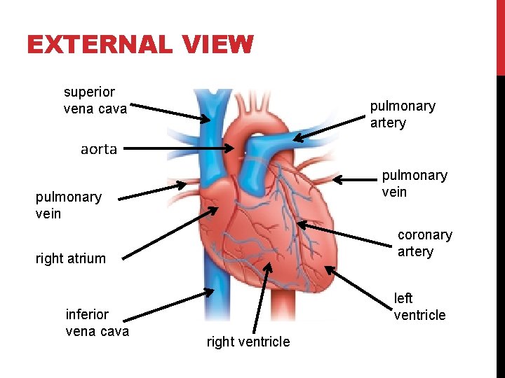 EXTERNAL VIEW superior vena cava pulmonary artery aorta pulmonary vein coronary artery right atrium