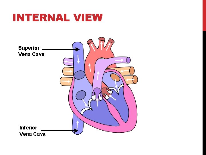 INTERNAL VIEW Superior Vena Cava Inferior Vena Cava 