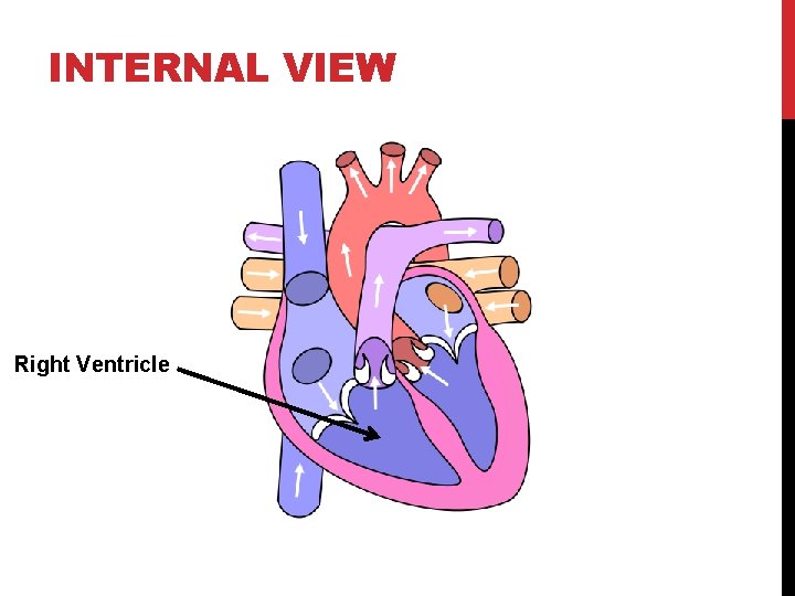 INTERNAL VIEW Right Ventricle 