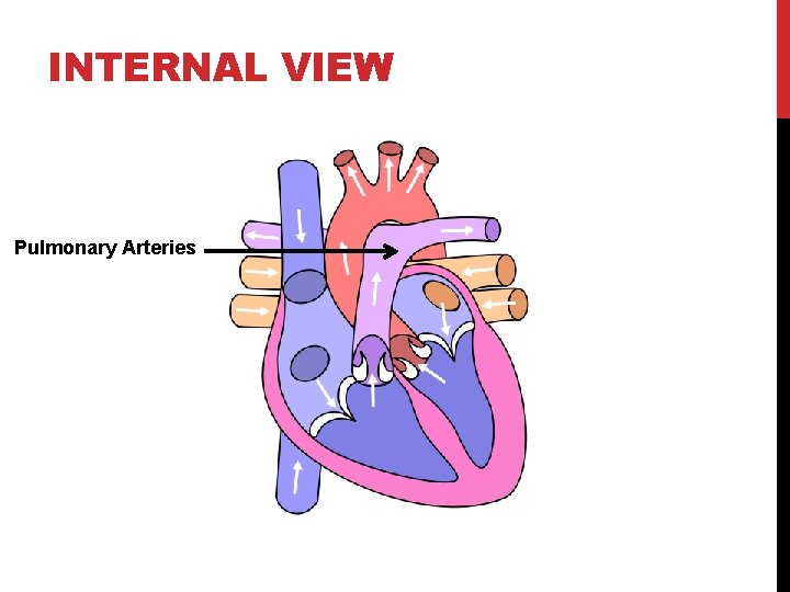 INTERNAL VIEW Pulmonary Arteries 