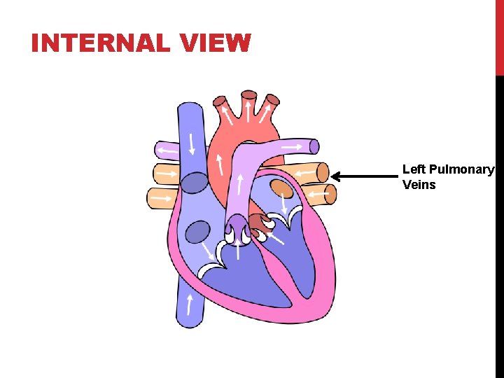 INTERNAL VIEW Left Pulmonary Veins 