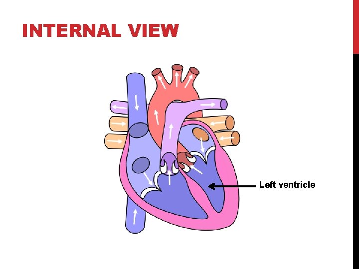 INTERNAL VIEW Left ventricle 