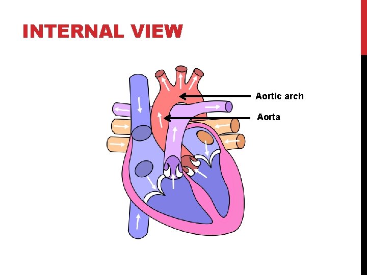 INTERNAL VIEW Aortic arch Aorta 