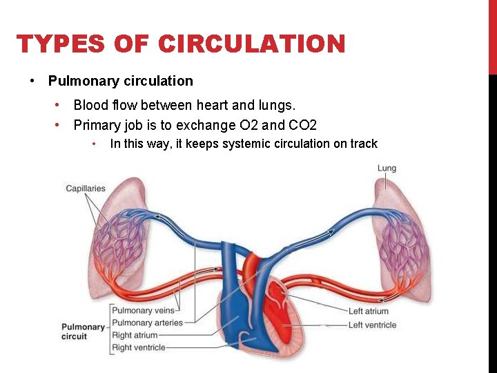 TYPES OF CIRCULATION • Pulmonary circulation • Blood flow between heart and lungs. •