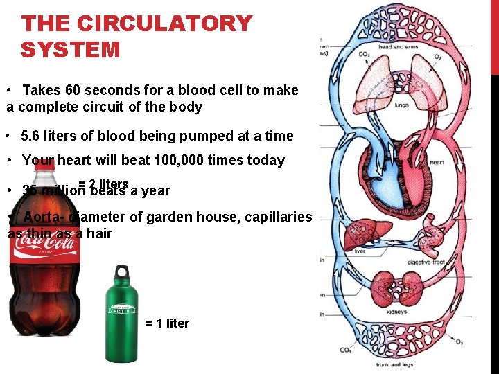 THE CIRCULATORY SYSTEM • Takes 60 seconds for a blood cell to make a