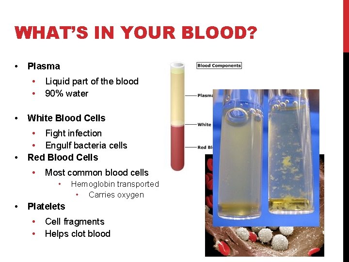 WHAT’S IN YOUR BLOOD? • Plasma • • Liquid part of the blood 90%