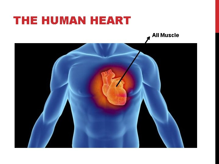 THE HUMAN HEART All Muscle 