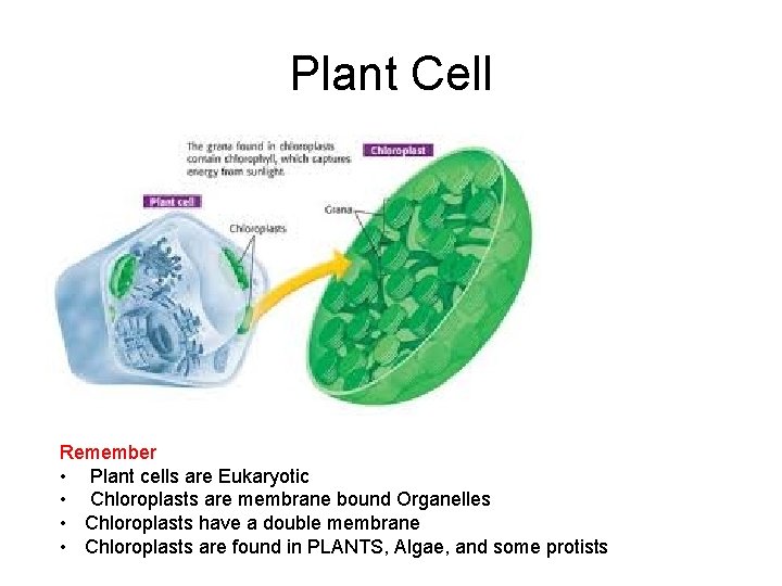 Plant Cell Remember • Plant cells are Eukaryotic • Chloroplasts are membrane bound Organelles Plant Cell Remember • Plant cells are Eukaryotic • Chloroplasts are membrane bound Organelles