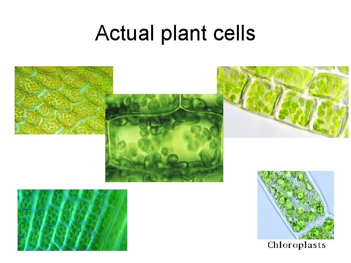 Actual plant cells  Actual plant cells
