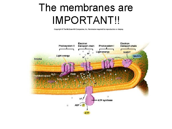 The membranes are IMPORTANT!!  The membranes are IMPORTANT!!