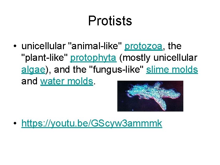 Protists • unicellular "animal-like" protozoa, the "plant-like" protophyta (mostly unicellular algae), and the "fungus-like" Protists • unicellular "animal-like" protozoa, the "plant-like" protophyta (mostly unicellular algae), and the "fungus-like"