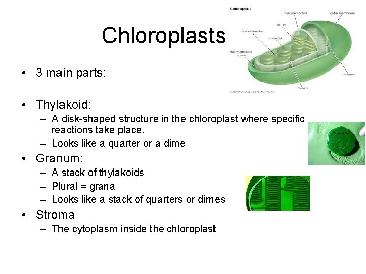 Chloroplasts • 3 main parts: • Thylakoid: – A disk-shaped structure in the chloroplast Chloroplasts • 3 main parts: • Thylakoid: – A disk-shaped structure in the chloroplast
