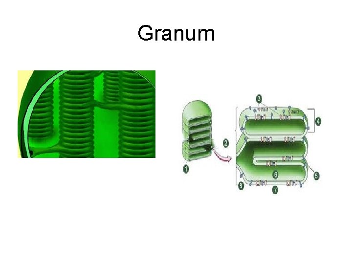 Granum  Granum