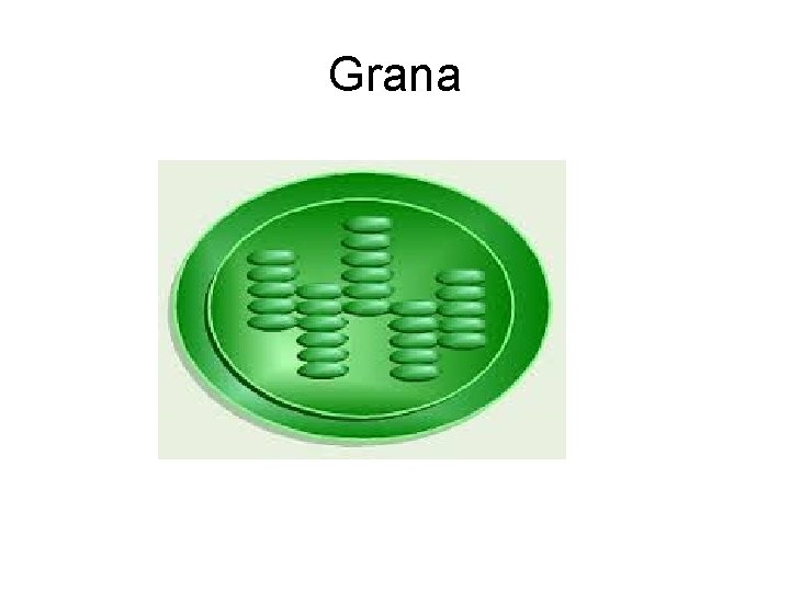 Grana  Grana
