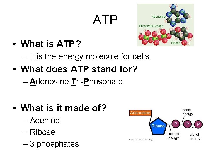 ATP • What is ATP? – It is the energy molecule for cells. • ATP • What is ATP? – It is the energy molecule for cells. •