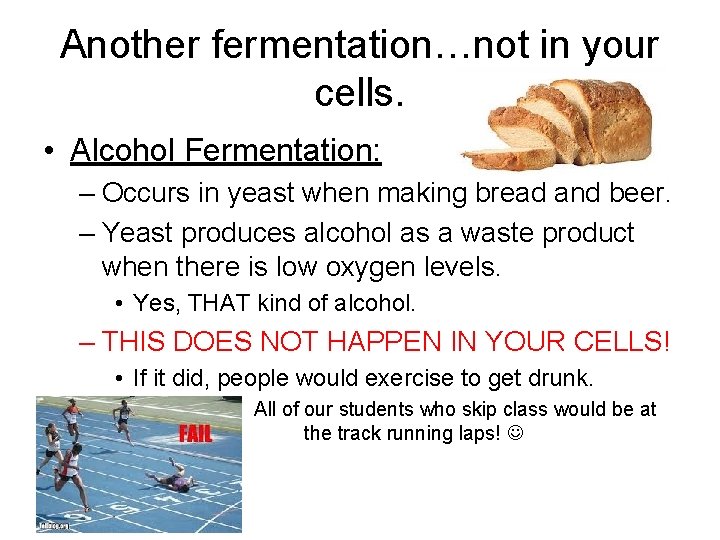 Another fermentation…not in your cells. • Alcohol Fermentation: – Occurs in yeast when making Another fermentation…not in your cells. • Alcohol Fermentation: – Occurs in yeast when making