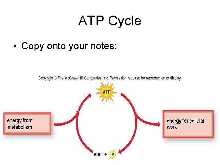 ATP Cycle • Copy onto your notes:  ATP Cycle • Copy onto your notes: