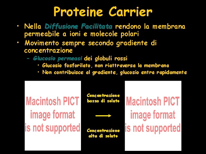 Proteine Carrier • Nella Diffusione Facilitata rendono la membrana permeabile a ioni e molecole