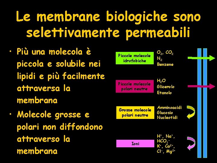 Le membrane biologiche sono selettivamente permeabili • Più una molecola è piccola e solubile