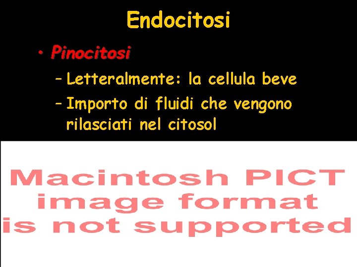 Endocitosi • Pinocitosi – Letteralmente: la cellula beve – Importo di fluidi che vengono