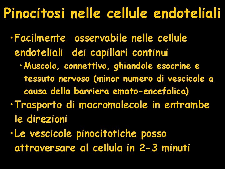Pinocitosi nelle cellule endoteliali • Facilmente osservabile nelle cellule endoteliali dei capillari continui •