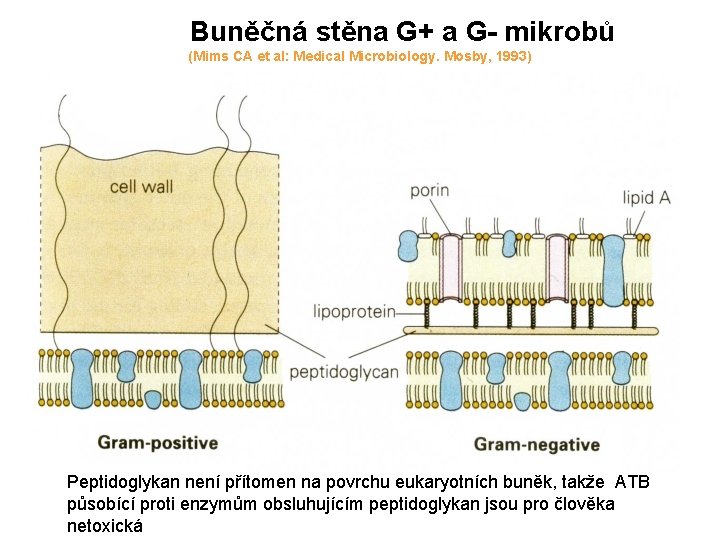  Buněčná stěna G+ a G- mikrobů (Mims CA et al: Medical Microbiology. Mosby,