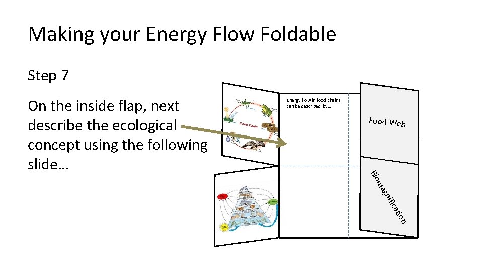 Making your Energy Flow Foldable Step 7 Food Web ific gn ma Bio On