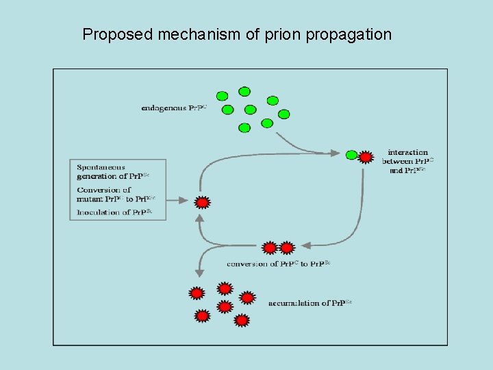 Proposed mechanism of prion propagation 