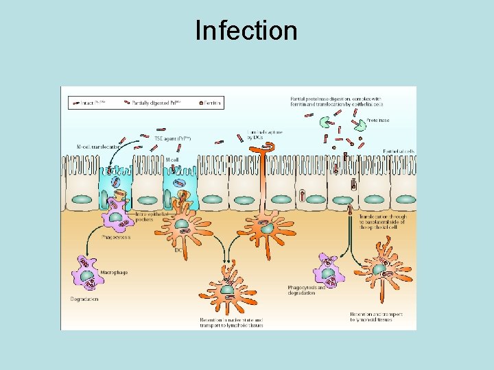 Infection 