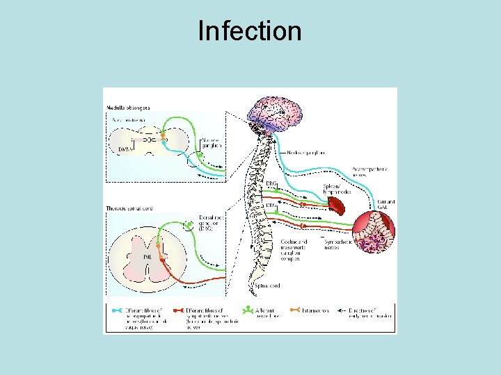 Infection 