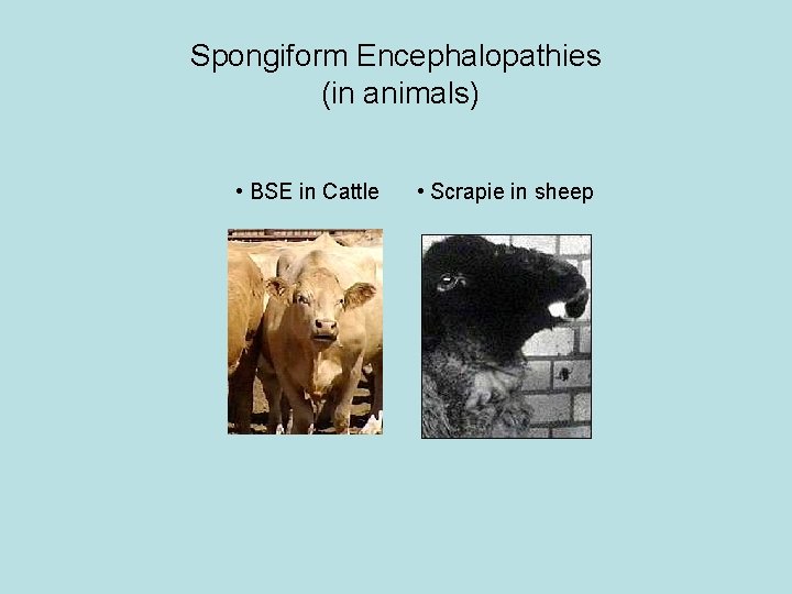 Spongiform Encephalopathies (in animals) • BSE in Cattle • Scrapie in sheep 
