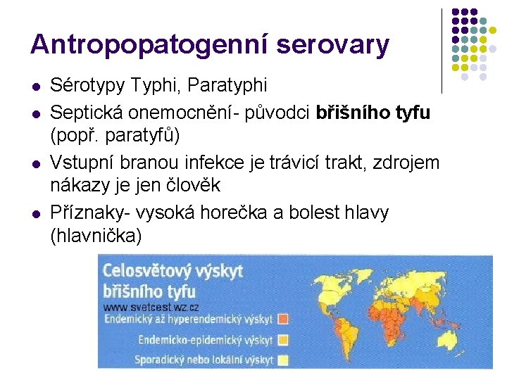 Antropopatogenní serovary l l Sérotypy Typhi, Paratyphi Septická onemocnění- původci břišního tyfu (popř. paratyfů)