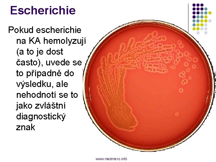 Escherichie Pokud escherichie na KA hemolyzují (a to je dost často), uvede se to