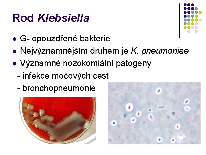 Rod Klebsiella G- opouzdřené bakterie l Nejvýznamnějším druhem je K. pneumoniae l Významné nozokomiální