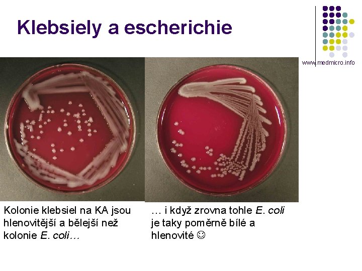 Klebsiely a escherichie www. medmicro. info Kolonie klebsiel na KA jsou hlenovitější a bělejší