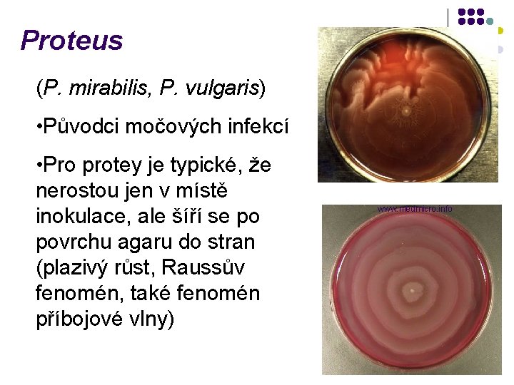 Proteus (P. mirabilis, P. vulgaris) • Původci močových infekcí • Pro protey je typické,