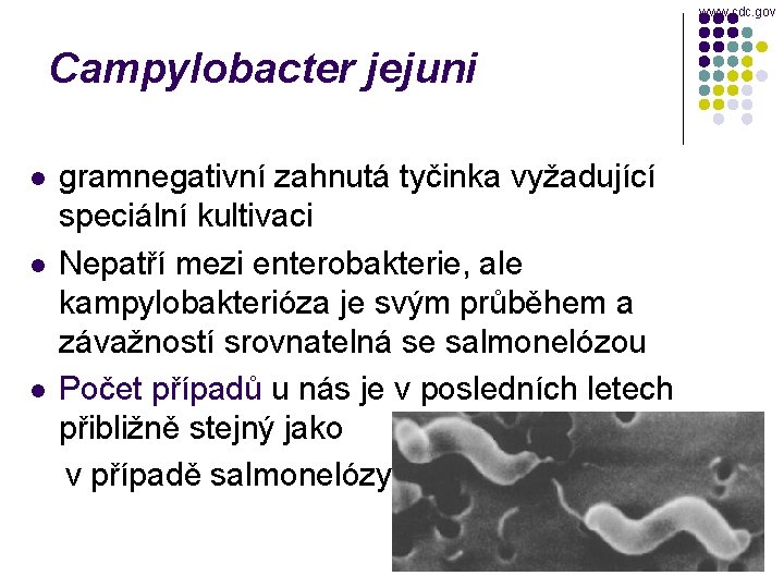 www. cdc. gov Campylobacter jejuni gramnegativní zahnutá tyčinka vyžadující speciální kultivaci l Nepatří mezi