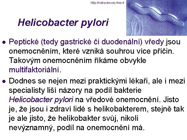 http: //vietsciences. free. fr Helicobacter pylori l l Peptické (tedy gastrické či duodenální) vředy